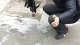 小狗：放开我，放开我！我没长胖！