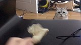 和主人抢纸团，猫咪聚精会神盯着目标，专注认真的样子真可爱