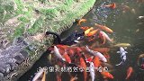 小牛偷偷将干草顶走，还以为主人没发现，小牛：开心到飞起！