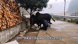 人为干涉生产“牛魔王”，越强壮就越可怜，一生要做数十次剖腹产