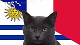 玄学的力量？神猫预测1/4决赛法国将胜乌拉圭晋级