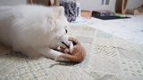 小奶猫一点都不怕狗狗，抱着狗狗的嘴巴就开打，狗狗太宠它了