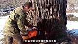 怎么用一根2mm绳子锯倒大树，即使看完，不相信的真实操作！