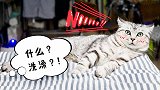 猫咪洗澡全程抱怨主人，一定要抱着女主人脖子才肯乖乖洗澡！