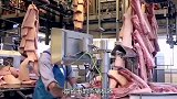 最省事的杀猪机器，猪兴高采烈的进去，下一秒就变成肉块滚出来