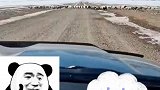 开车偶遇羊群大部队，牧羊犬挡在车前霸气守护