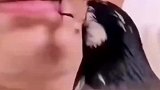 这是真的养了只会剔牙的八哥