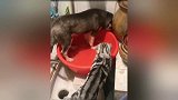 你个倒霉孩子三天不打就上房揭瓦