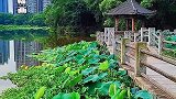 衡阳平湖小景-秋风起，吹皱一池湖水，留下一幅诗意山水画卷