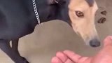 狗子：我也很绝望啊