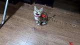 驯养两只小野猫二十天，小猫越来越乖，狸哥颜值超帅！