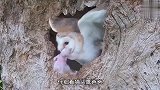 猫头鹰爸爸扭断孩子的脖子，猫头鹰妈妈奋力反抗，小猫头鹰救我