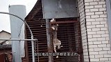 猫咪想从窗户溜进去，不料卡在窗户上，猫：铲屎的，快来救驾！
