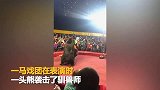 马戏团棕熊表演中扑倒驯兽师 观众只隔一步之遥
