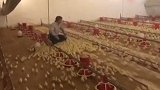 日理万“鸡”小能手？男子一声令下，上万只小鸡一窝蜂飞扑而来
