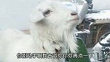 喵星人把家当秀场，从头到尾全是戏！