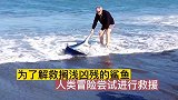 为解救搁浅凶残的鲨鱼，人类冒险尝试进行救援