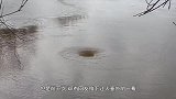 湖面出现大漩涡，两只鹅若无其事的靠了过去，镜头拍下全过程