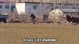 大黄牛装车时受惊逃窜，村民逃跑躲避三轮车被顶翻，目击者：最终打麻醉制服
