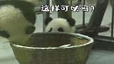 石锤了，熊猫是听得懂人话的，这也太可爱了！