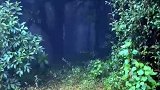 男子在山顶无意中发现一个神秘洞口，穿过之后仿佛穿越到世外桃源