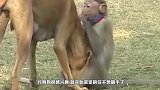 当狗遇到猴子后，场面一度无法控制，狗狗：我已经忍无可忍了