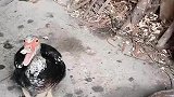 拿小鸭子出来看看，鸭妈妈气得直跺脚