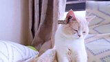 主人问猫咪爱不爱自己，猫能听懂吗？结果太扎心了！