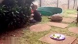 非要招惹一下小主人，乌龟：我也是这么跟你爷爷闹的