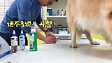 宠物医院同事自家金毛，经常来蹭吃蹭喝蹭洗澡！离破产只差一只狗