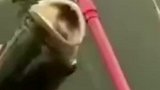 男子将鱼料，塞进鱼的嘴里