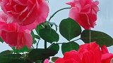 街拍玫瑰花