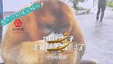 盘点动物搞笑瞬间，贪吃的猴子，也知道赞美自己了