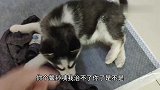狗狗撒尿后拖着主人的衣服盖住拆家，男子气得狂骂，二哈一脸不服