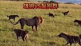 几十只鬣狗想要猎杀雄狮，结果却被雄狮狠狠的教训了一顿！
