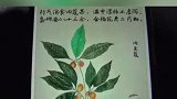 配诗又有画苦苦的中药也能这么美