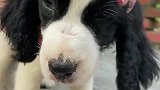 这是一只展示型的史宾格，个人不建议养狩猎型，忒闹！