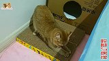 双胞胎小奶猫第一次下地玩，被大猫当小耗子看，没错呀，属鼠的猫