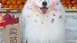 狗子当街卖萌，求贴贴