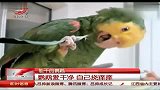 鹦鹉，自己忍痛拔毛挠痒痒