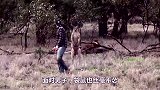 袋鼠去找狗子打架，对着狗子就是一顿乱踢，接下来请憋住别笑！