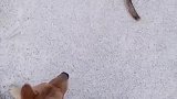 狗子：大哥不能动，它们那边狗太多了！
