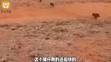 爆笑：这猪是真能生，这一个猪能养活一个养猪场吧！