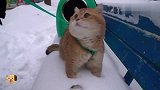 下雪了主人带猫咪出来玩，猫咪开始有点怕冷，后来玩的不爱回家了