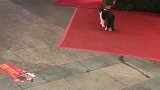 猫：别管我，我要去吹空调！