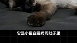猫咪毛色遗传学 这期的生物课到这就结束了，你们听懂了多少？