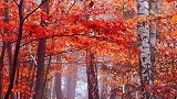 绵绵细雨千千结，片片红叶丝丝情；自古相思多善感，不见伊人意难醉。秋天 听雨 抓拍美好瞬间