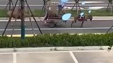 大爷赶车遇毛驴和骆驼拔河