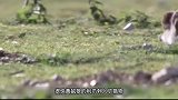 黄鼠狼有多厉害，不仅能在陆地干掉野兔，还能在水中战胜大鸟