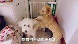 家中来了一只白色巨贵犬，为啥同样是巨贵差距如此之大呢 凉凉